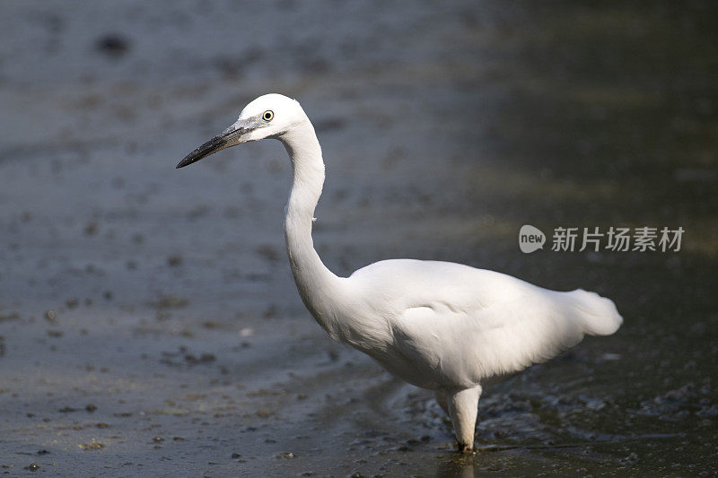 小白鹭(Egretta garzetta)